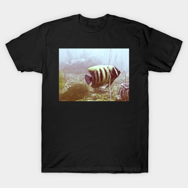 SIX BANDED ANGELFISH T-Shirt by dumbodancer